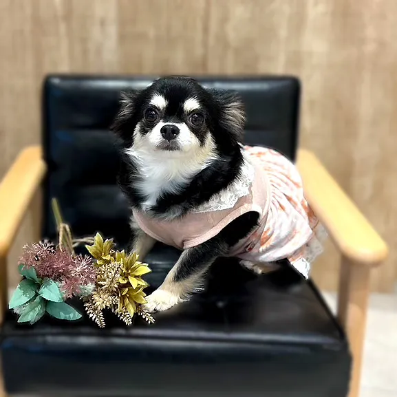 犬